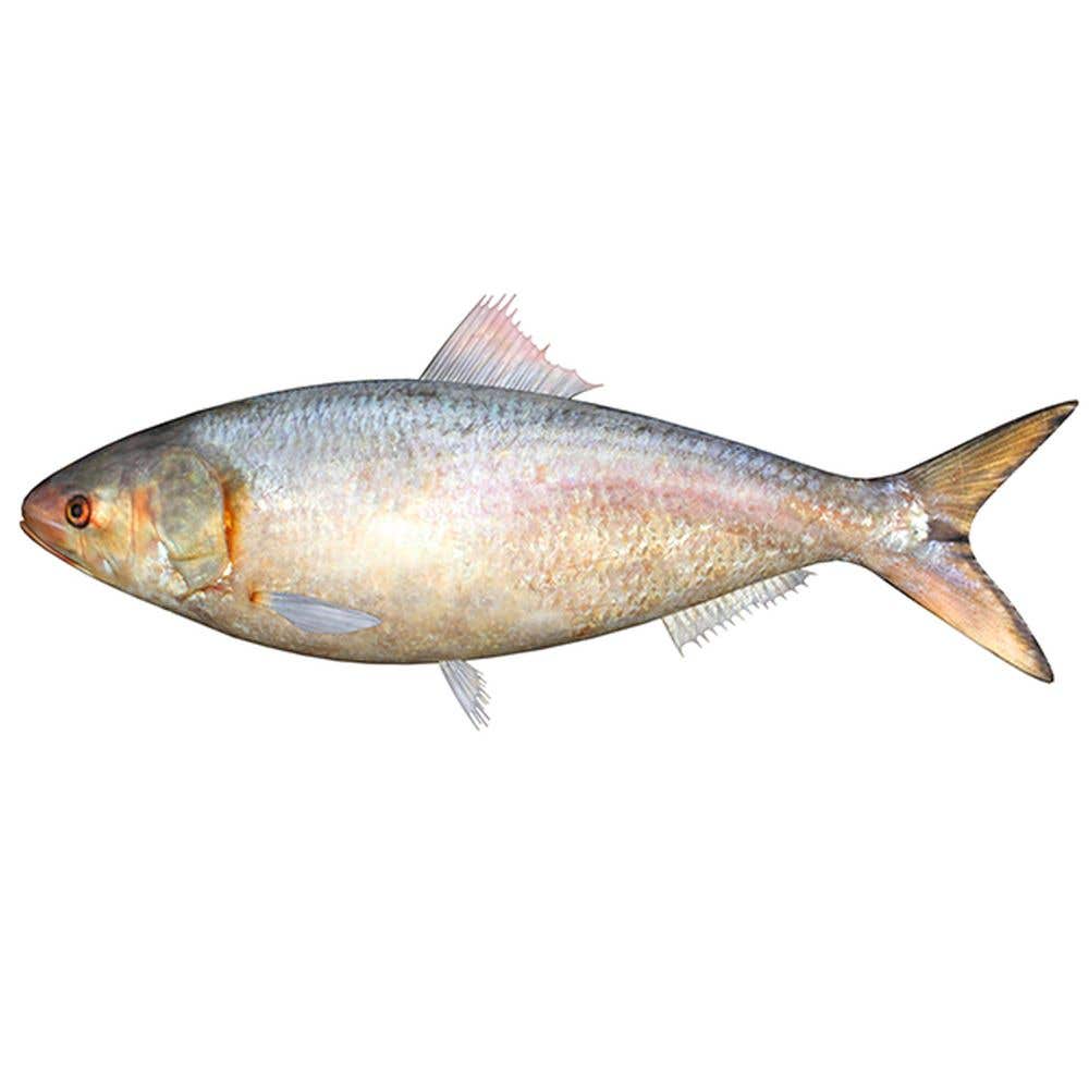 Hilsa Pc 500G-600G Uncleaned